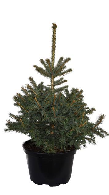 Ялинка Picea pungens Glauca Kaibab у горщику. Висота 100-110 см