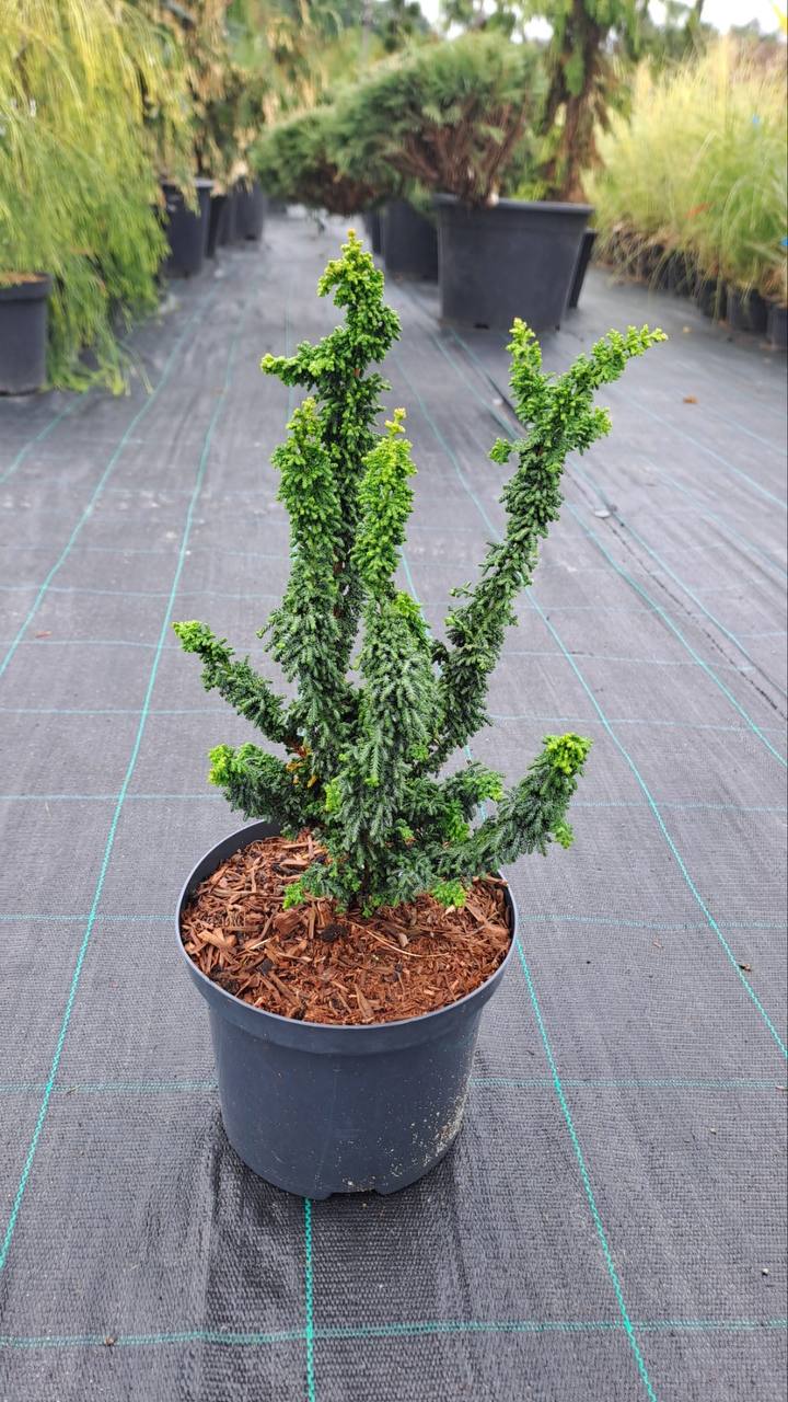 Кипарисовик тупий «Чірімен» Chamaecyparis obtusa ’Chirimen’