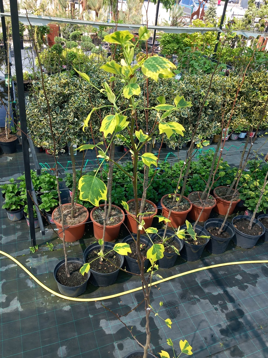 Тюльпанове дерево «Сніжна пташка» (Liriodendron tulipifera 'Snow Bird') 220-230 см