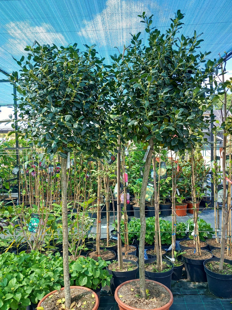 Падуб «Джей Сі ван Тол» (Ilex aquifolium 'J.C. van Tol') 170-180 см