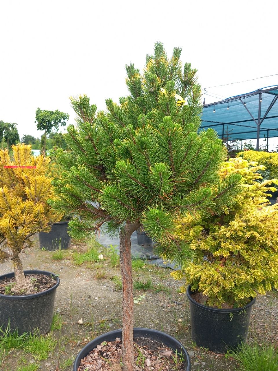 Сосна гірська Вінтер Голд на штамбі (Pinus mugo Winter Gold) 110-120 см