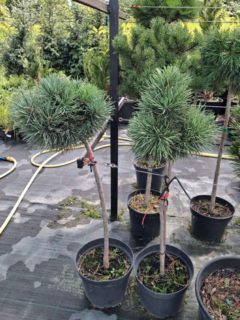 Сосна гірська Benat Compact (лат. Pinus mugo 'Benat Compact')  90 см