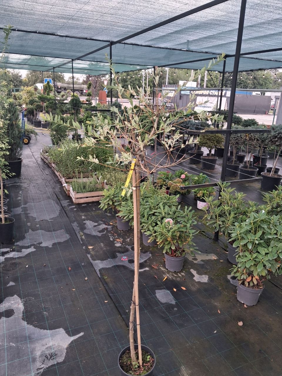 Верба цільнолиста Hakuro Nishiki (лат. Salix integra 'Hakuro Nishiki') 140 см