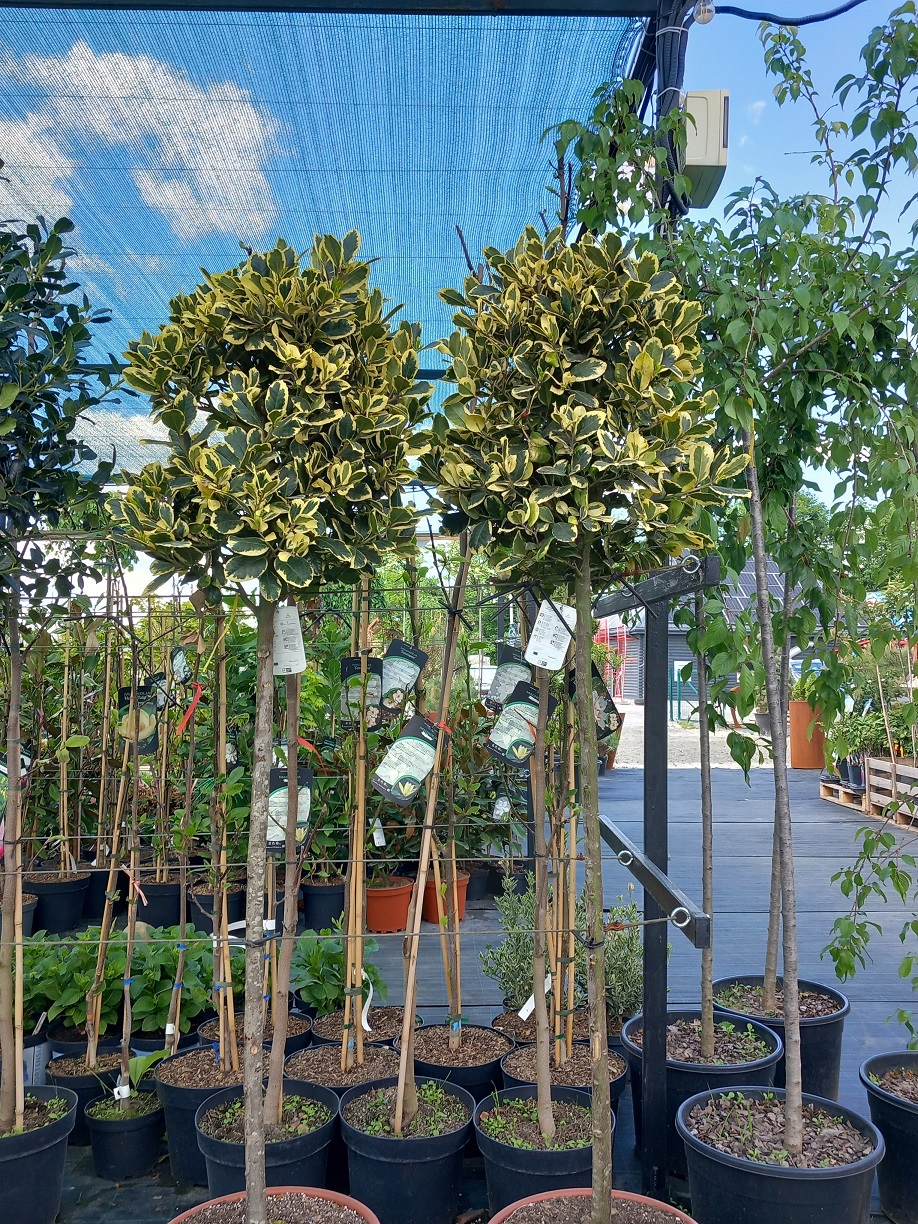 Падуб альтаклеренський «Золотий король» (Ilex × altaclerensis 'Golden King') 160-170 см