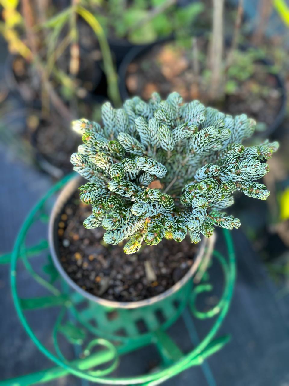 Ялиця корейська Abies Kohout's Icebreaker