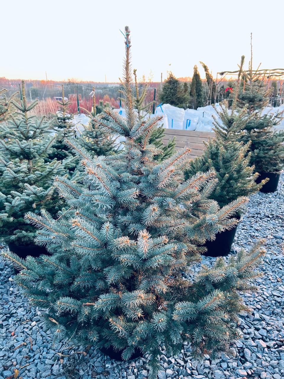 Ялина колюча блакитна Picea pungens Glauca Kaibab горщик 45-60л Н-160 см