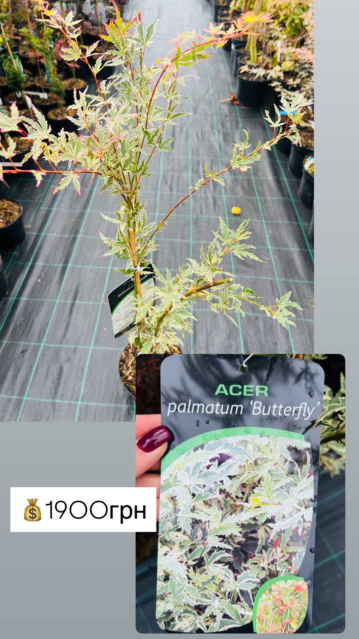 Клен японський "Butterfly". Acer palmatum "Butterfly"