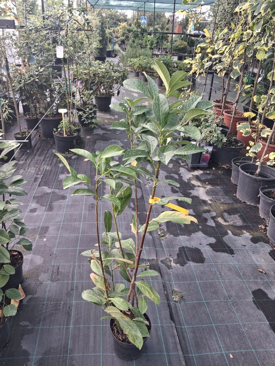 Лавровишня лікарська Rotundifolia (лат. Prunus laurocerasus 'Rotundifolia')  90-100 см