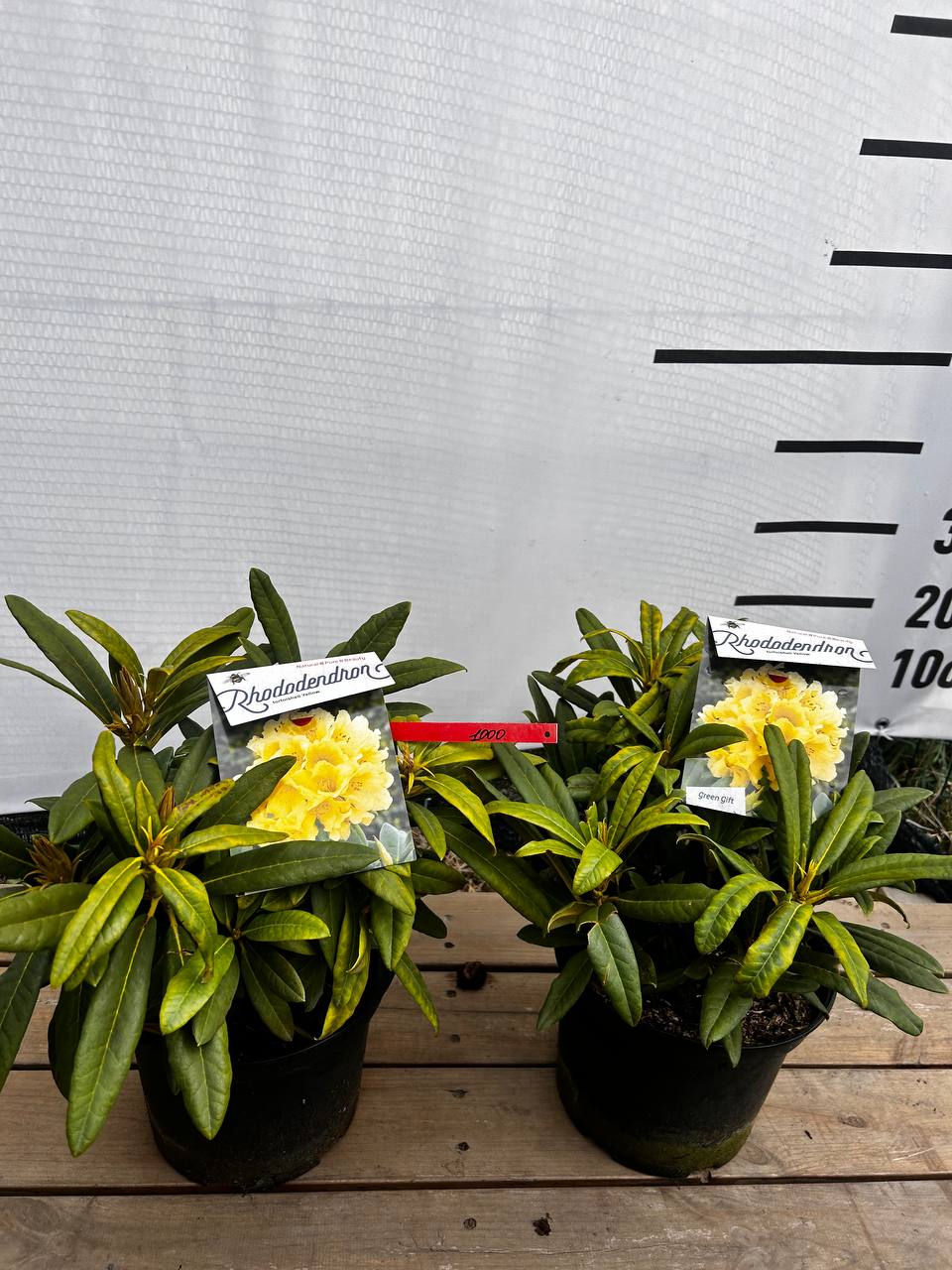 Rhod. 'Tortoiseshell Yellow' geel