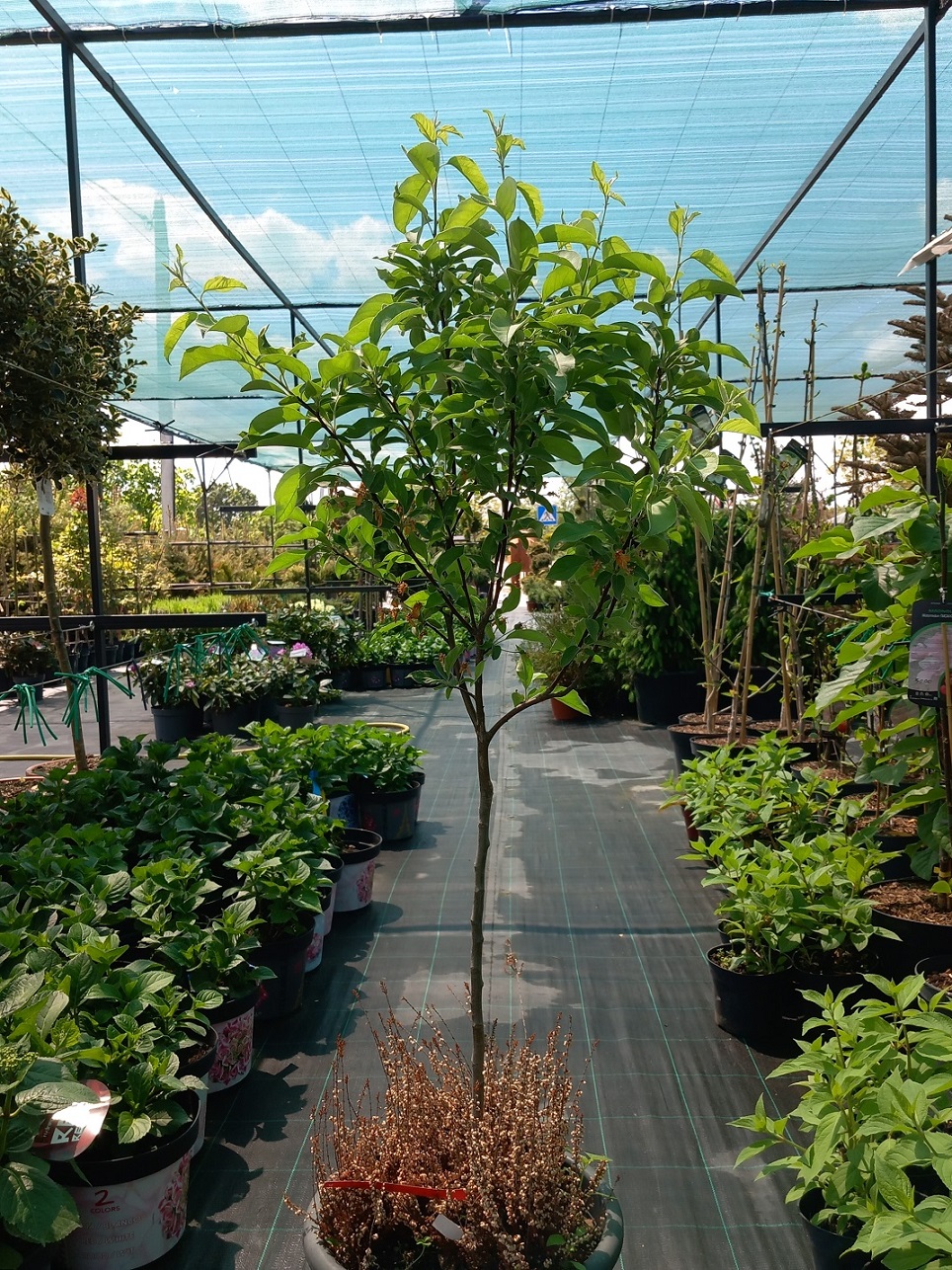 Райська яблуня (Malus) 110 см