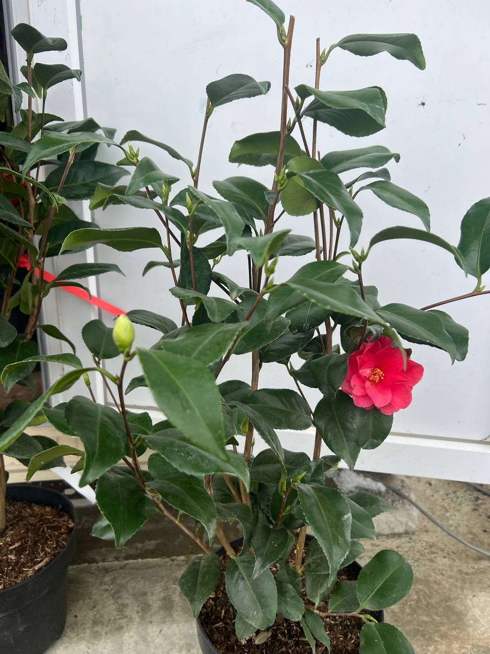 Camellia j. 'Lady Campbell' rood/roze  40/50 C.3