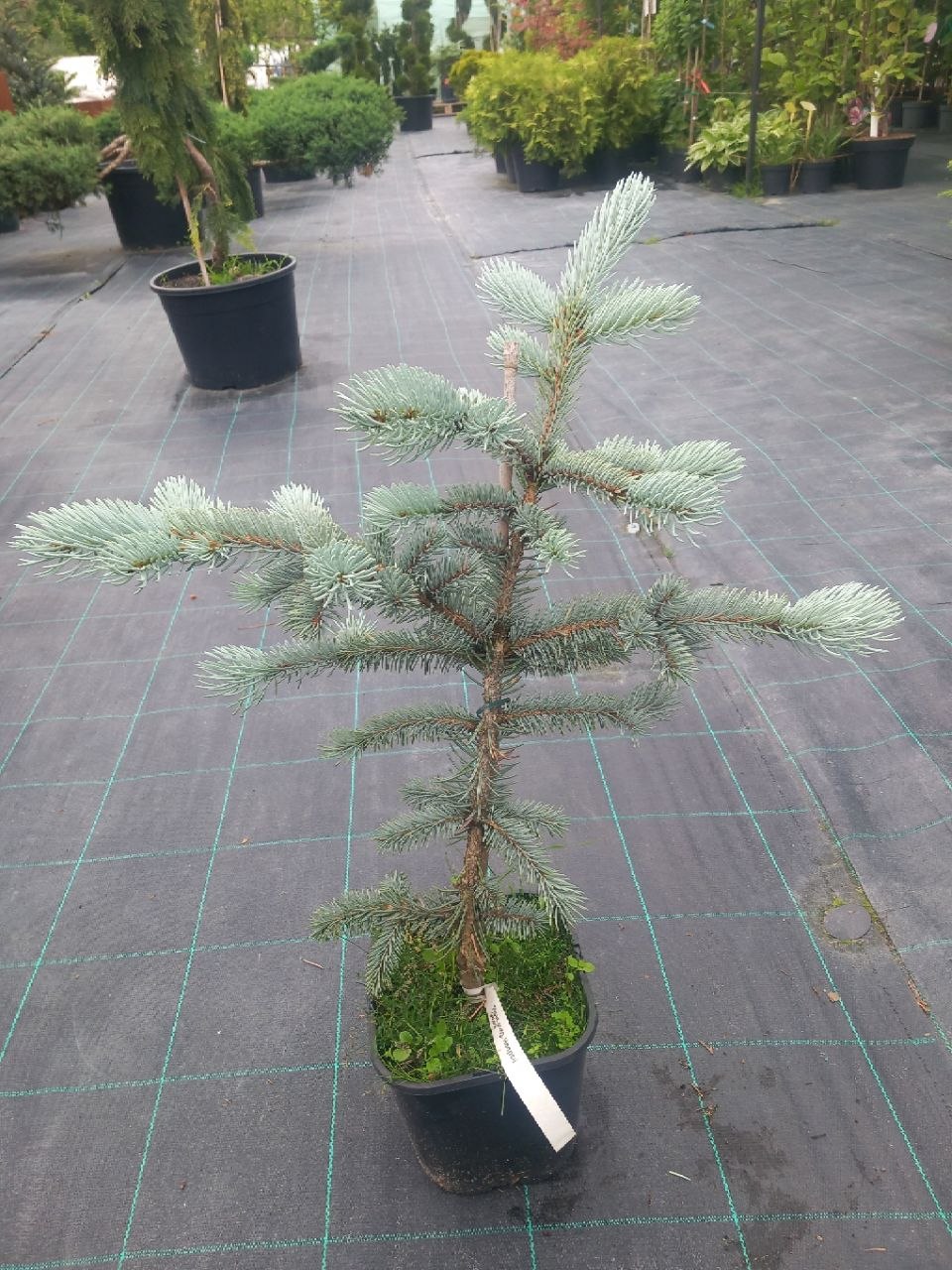 Ялина колюча Хупсі (Picea pungens) 55 см