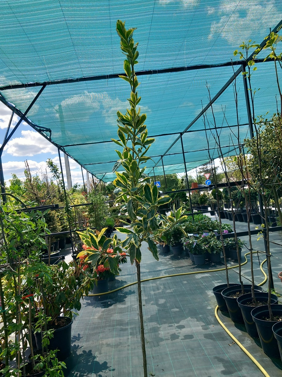 Бересклет японський «Браво» (Euonymus japonicus 'Bravo') 150-160 см