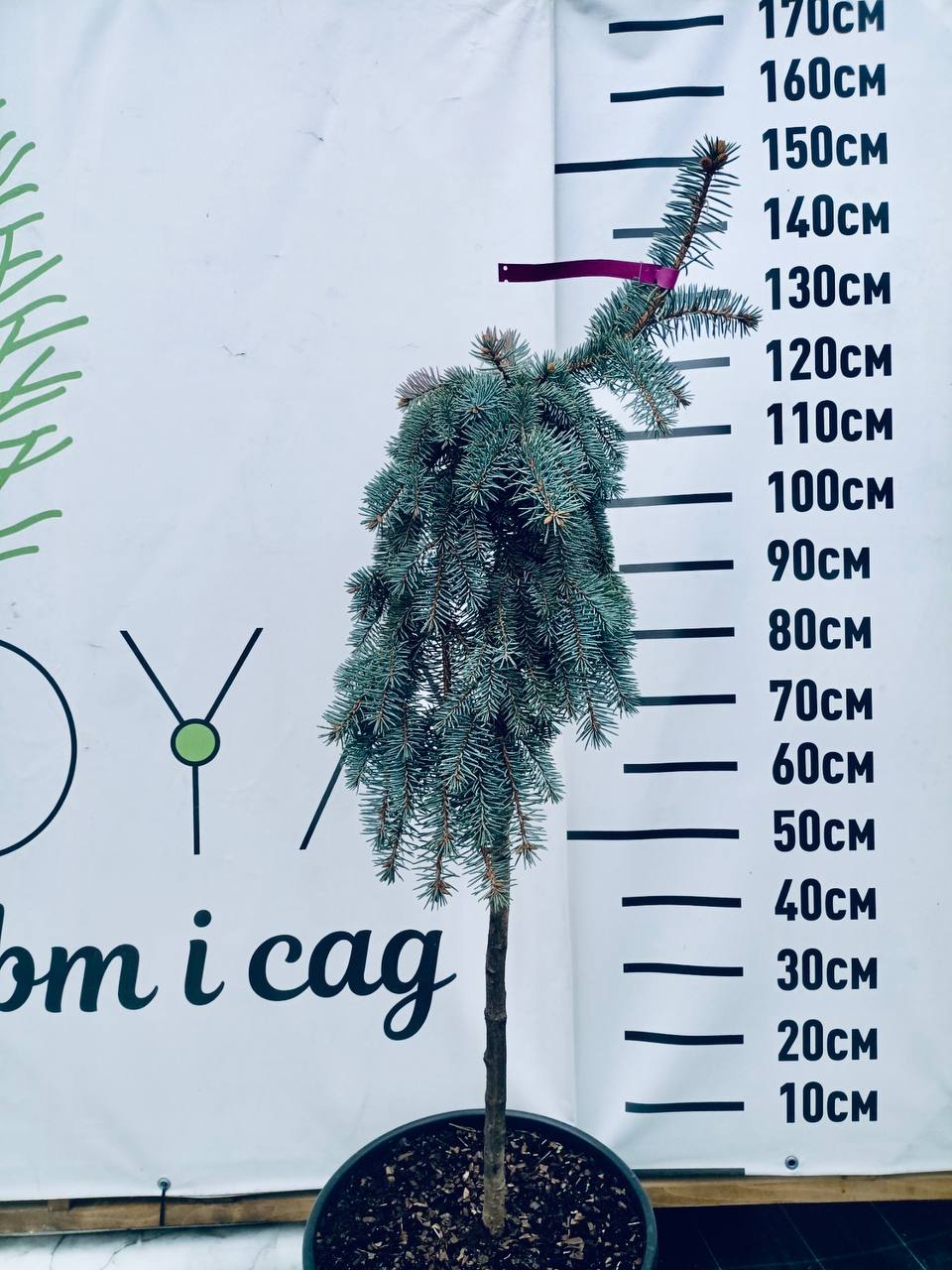 Ялина «Зе Блюз» Picea pungens The Blues