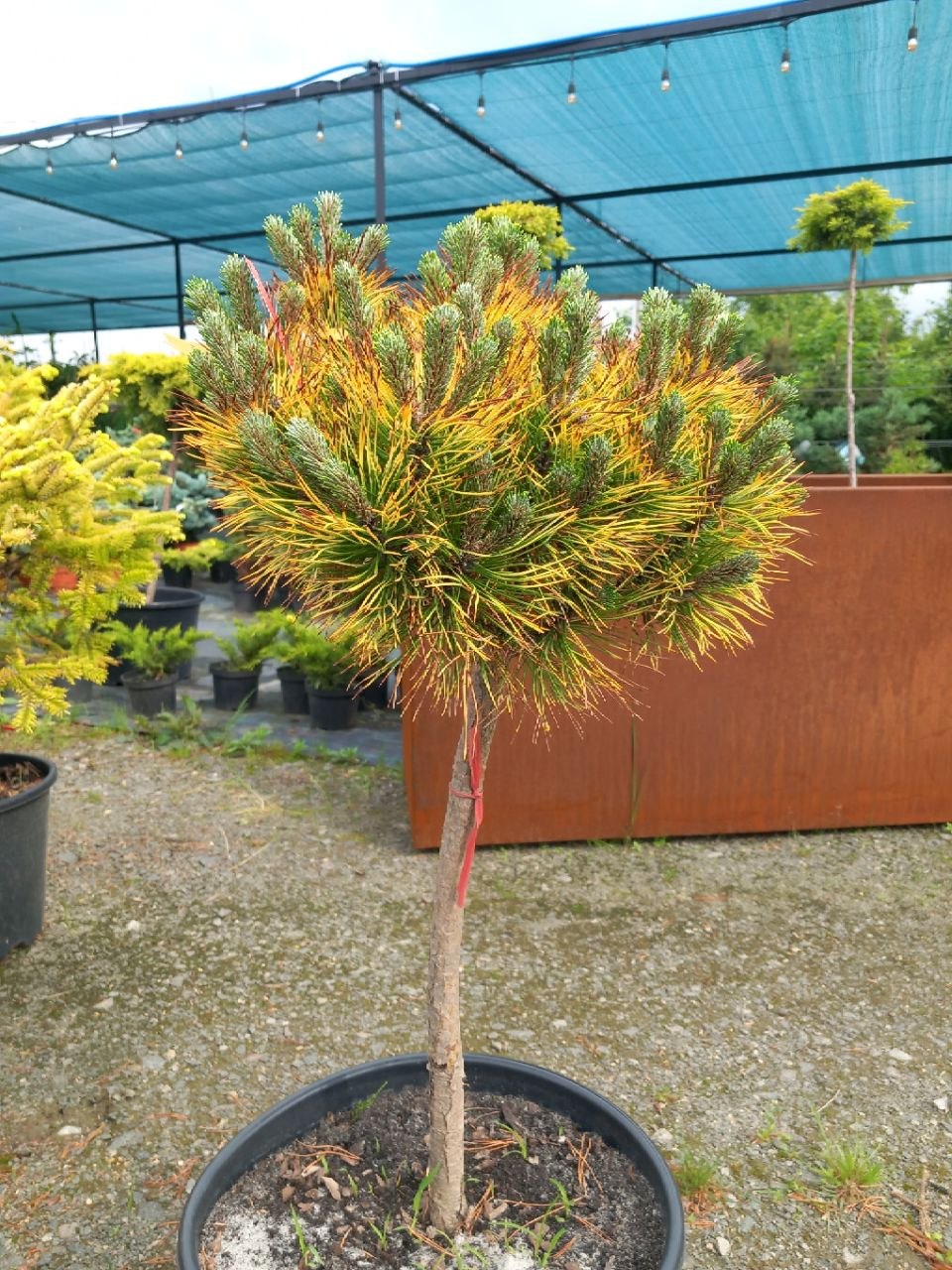 Сосна гірська Вінтер Голд на штамбі (Pinus mugo Winter Gold) 70-80 см