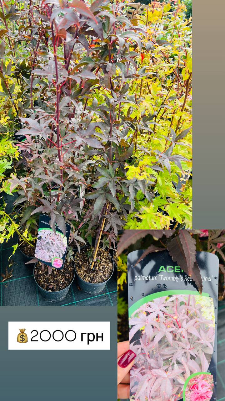 Клен японський "Twombly's Red Sentinal". Acer palmatum "Twombly's Red Sentinel"