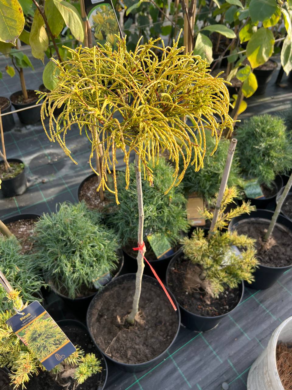 Туя західна Голден Віпкорд (Thuja plicata ‘Golden Whipcord’)