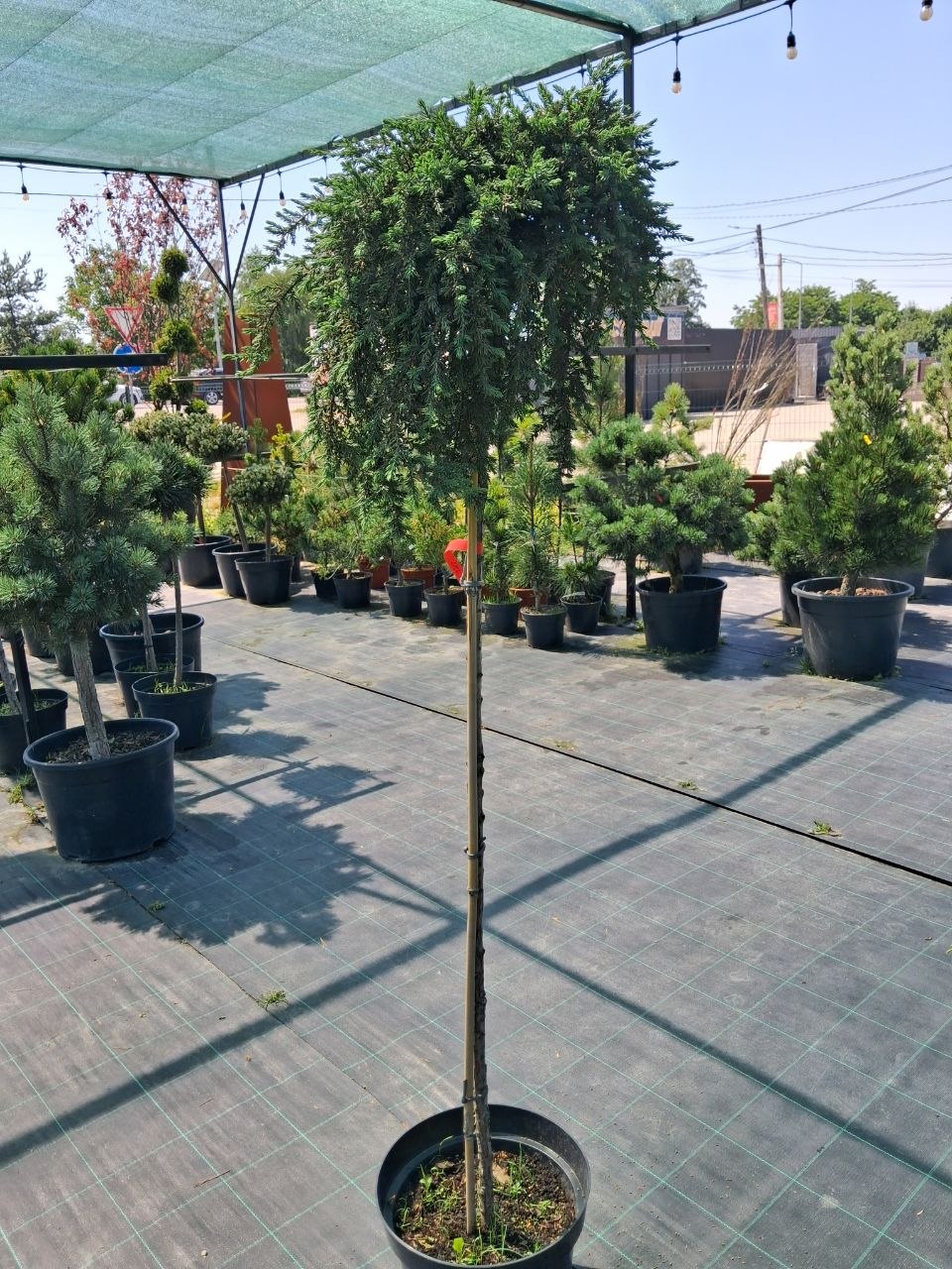 Ялівець звичайний Грін Мантл на штамбі (Juniperus communis Green Mantle) 140 см