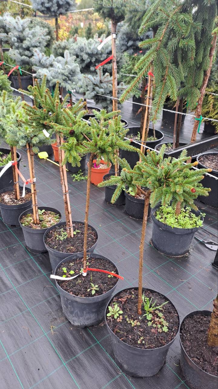 Ялина звичайна Пуш (Pusch) на штамбі.