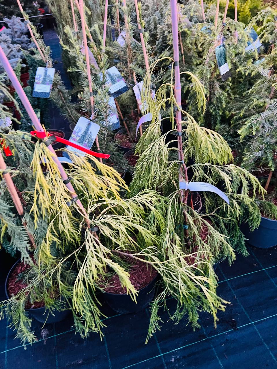 Кипарисовик Лавсона 'Twinkle Tails Sport' (Chamaecyparis lawsoniana 'Twinkle Tails Sport')
