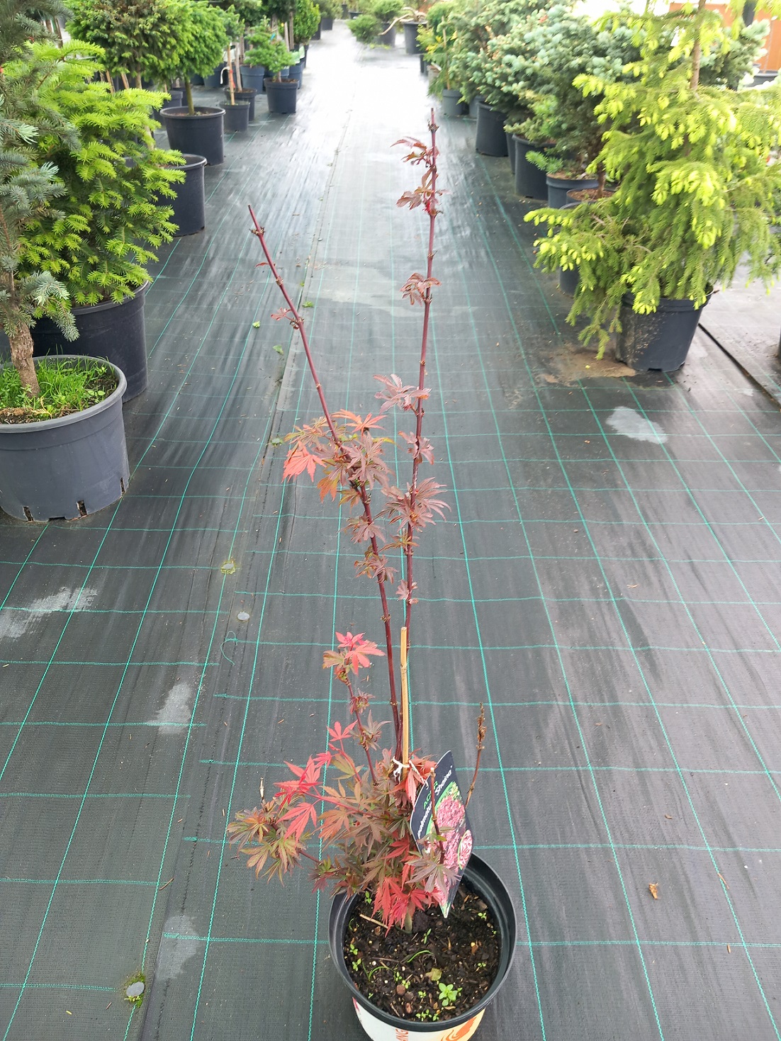 Клен пальмолистий «Шаіна» (Acer palmatum 'Shaina')  100 см