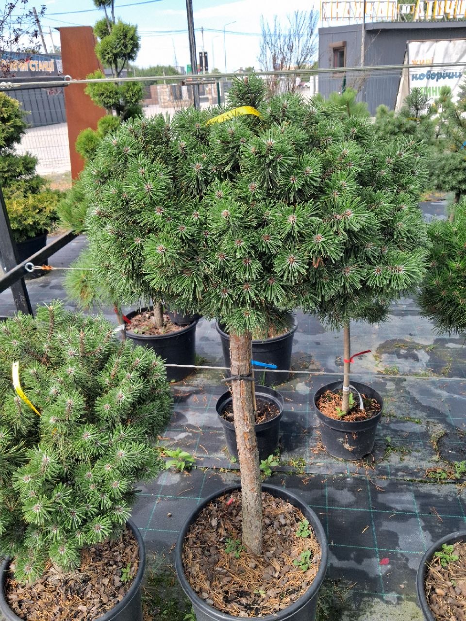 Сосна гірська Mops (лат. Pinus mugo 'Mops') 110 см