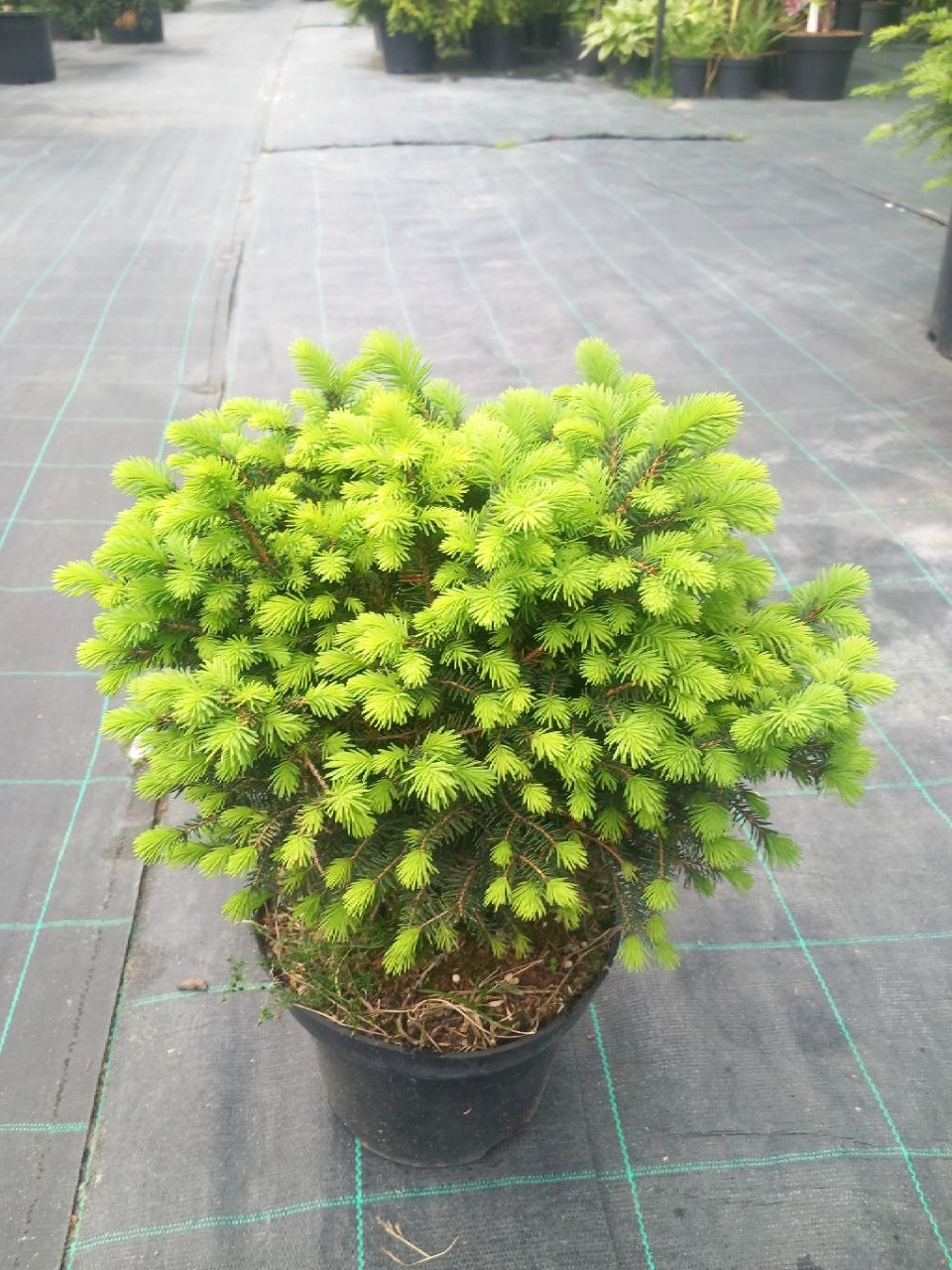 Ялина звичайна Карел (Picea abies) 25 см
