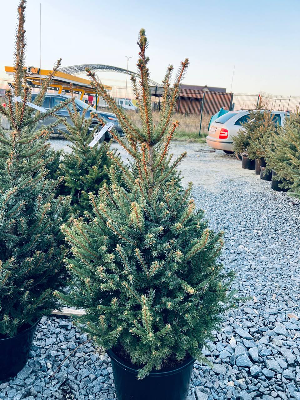 Ялина колюча блакитна Picea pungens Glauca Kaibab горщик 45-60л Н-140см