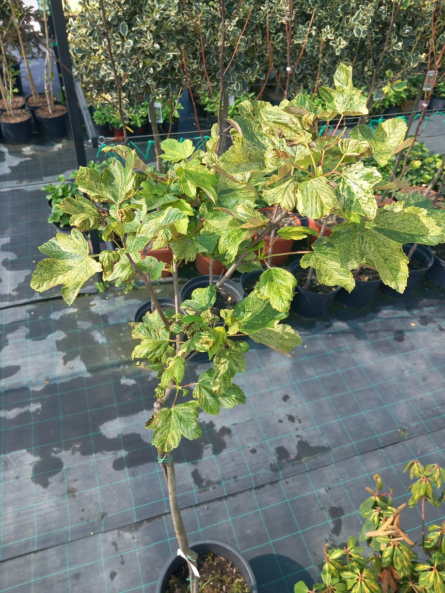 Клен-явір «Захід сонця над Еском» (Acer pseudoplatanus 'Esk Sunset') 190 см