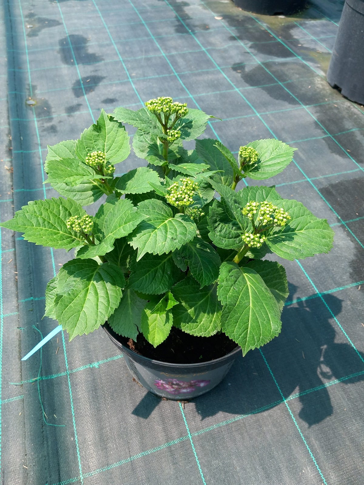 Гортензія великолисткова «Белла Порше» (лат. Hydrangea macrophylla 'Bella Pesche') 30 см