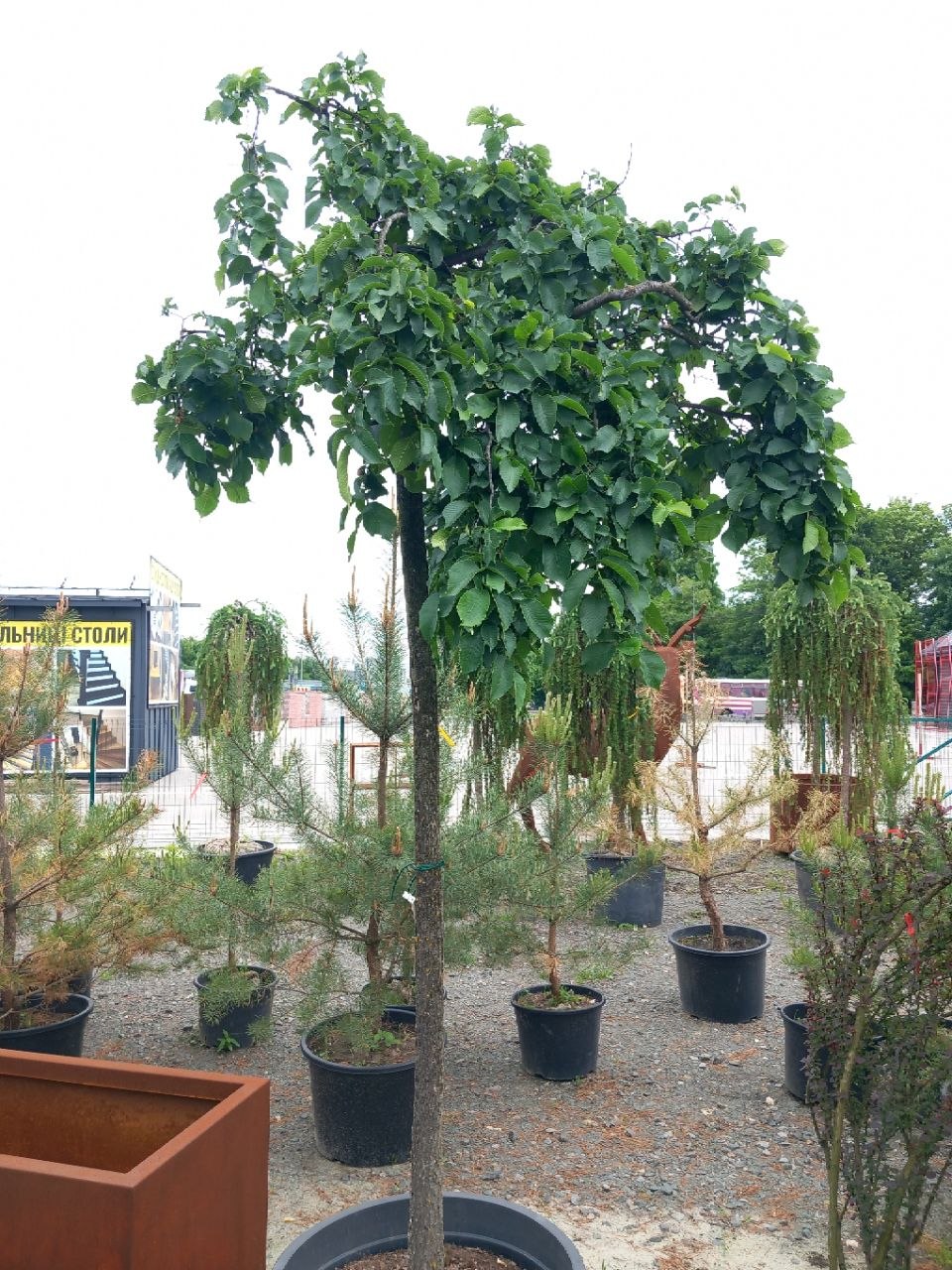 В’яз шорсткий «Кампердауні» (Ulmus glabra 'Camperdownіі)  240-280 см