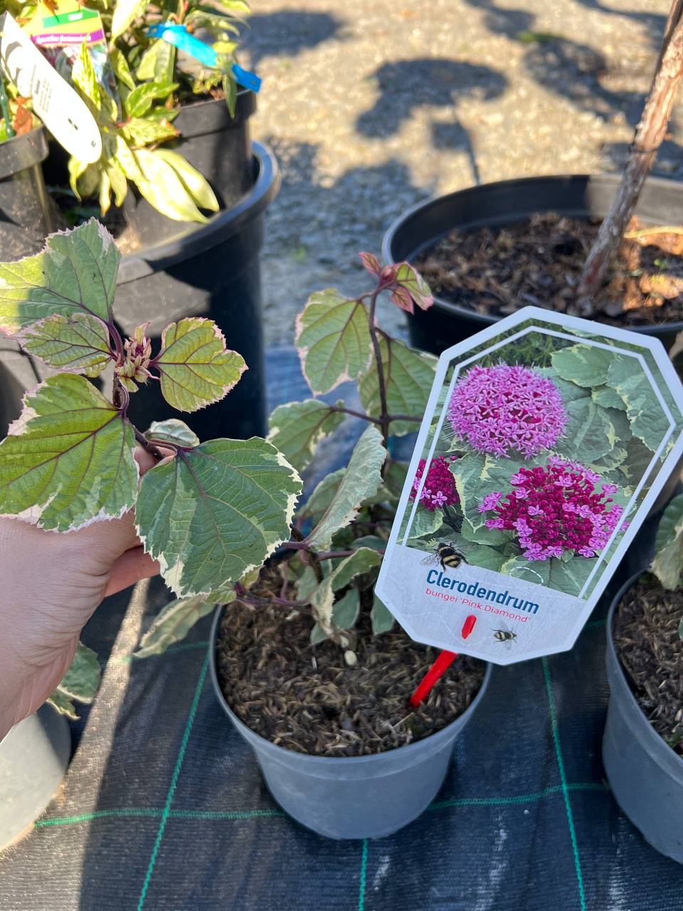 Клеродендрум Бунге 'Пінк Даймонд'. Clerodendrum bungei 'Pink Diamond'