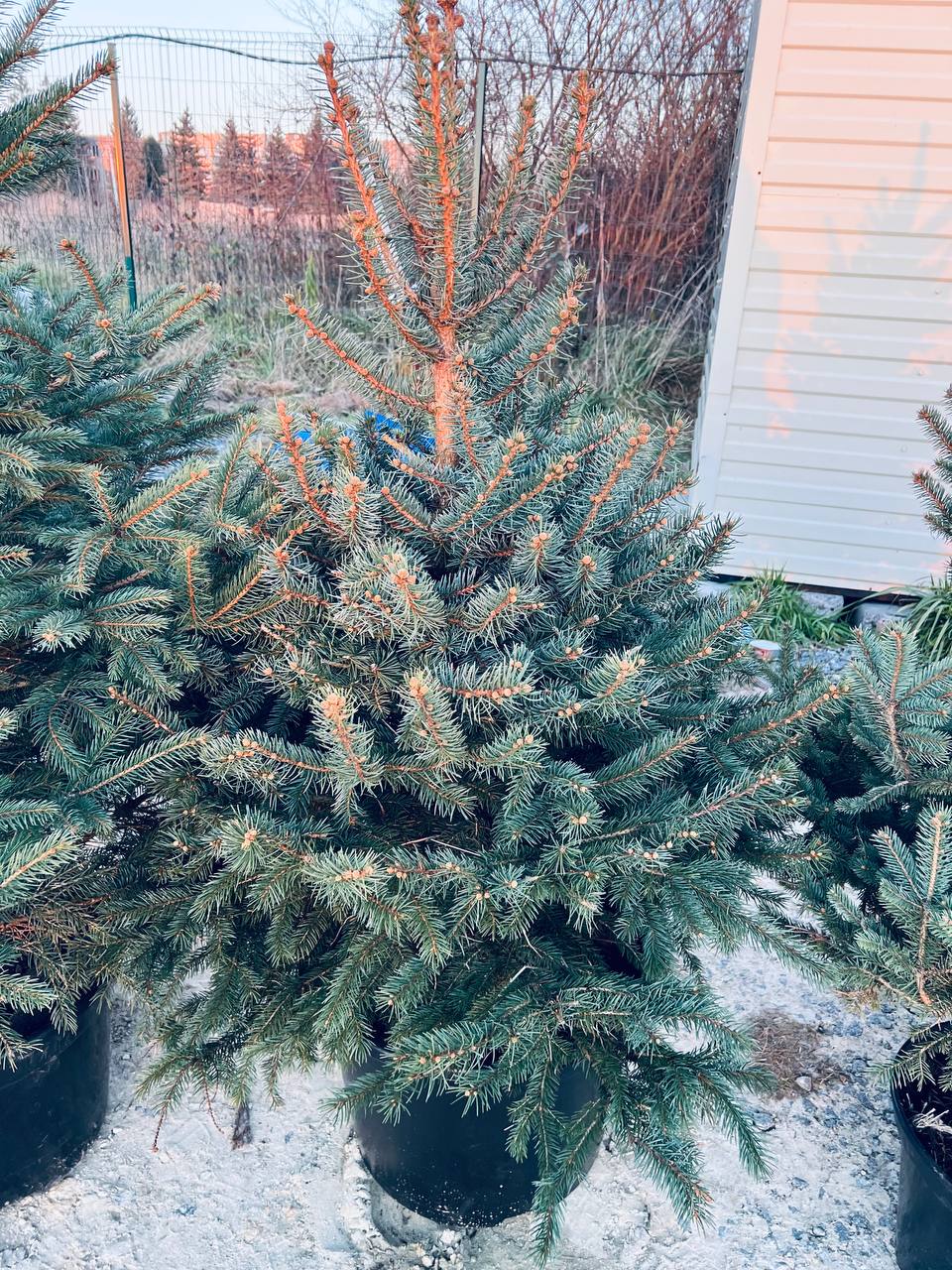 Ялина колюча блакитна Picea pungens Glauca Kaibab горщик 45-60л Н-140см
