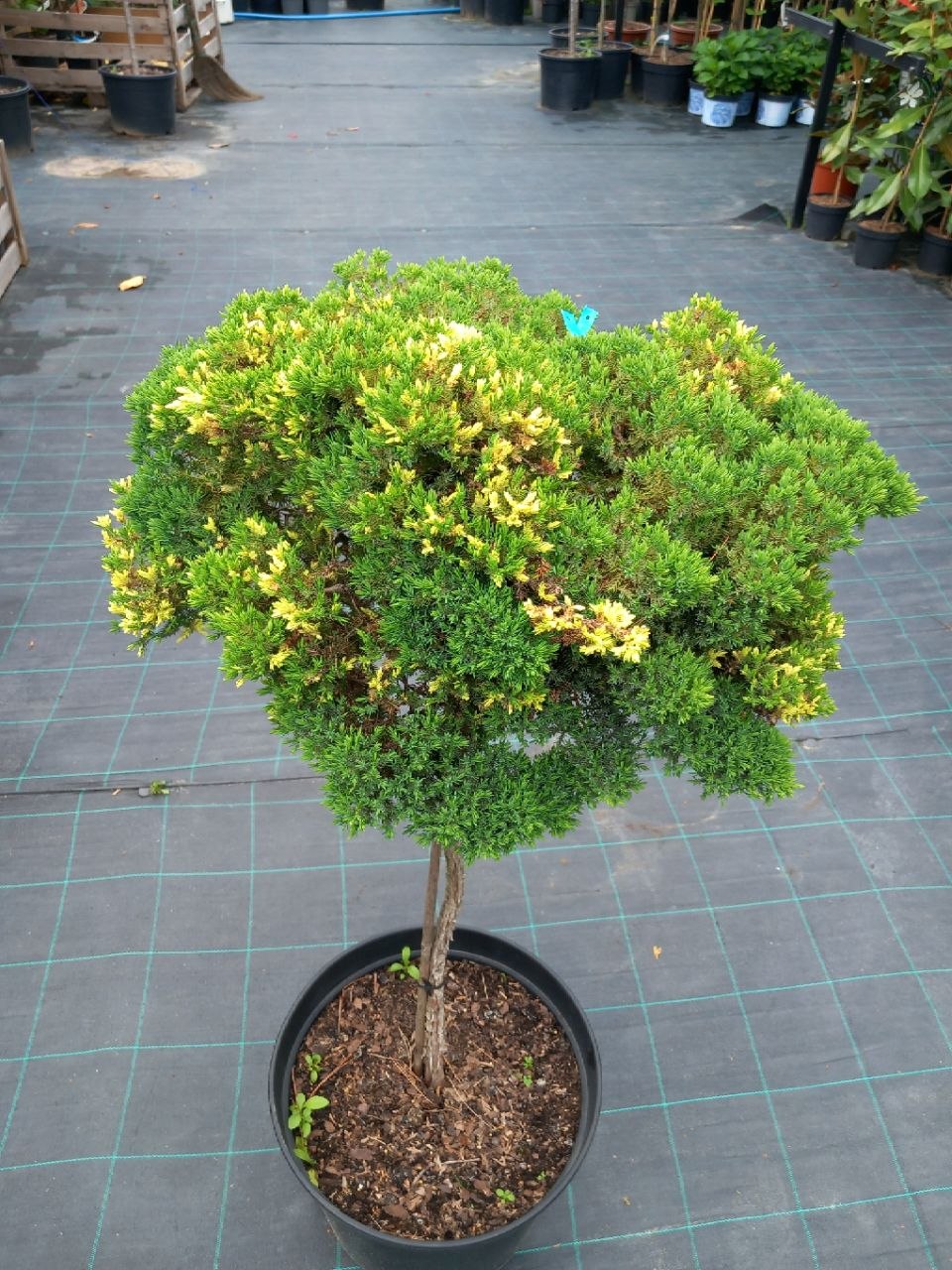 Ялівець лежачий Певе Спіккел на штамбі (Juniperus procumbens Peve Spikkel) 90 см
