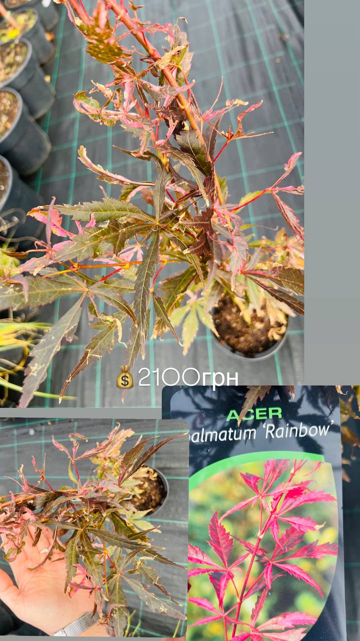 Acer palmatum ’Rainbow’ Клен японський ’Rainbow’
