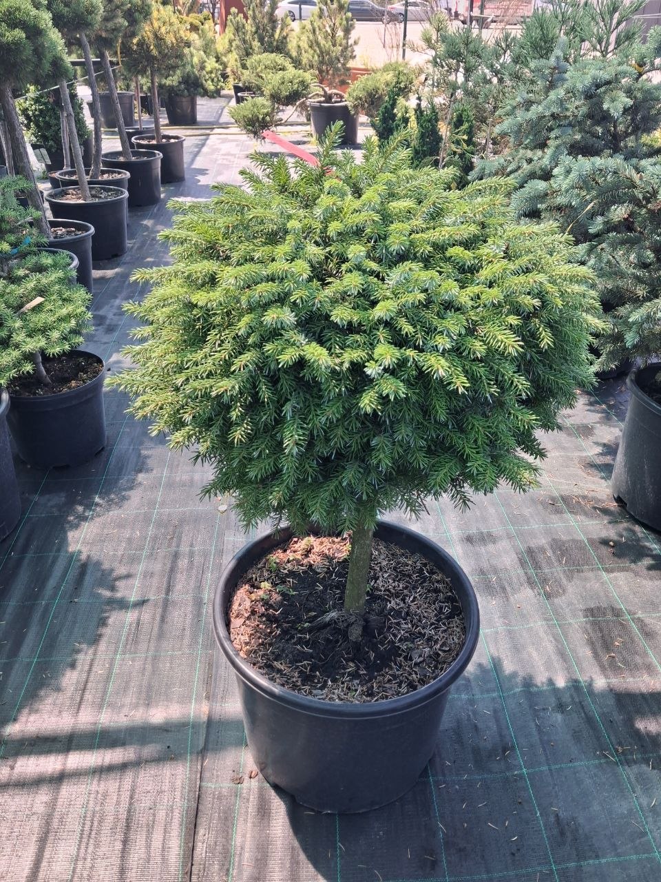 Ялина сербська Каменз на штамбі (Picea omorika Kamenz) 65 см