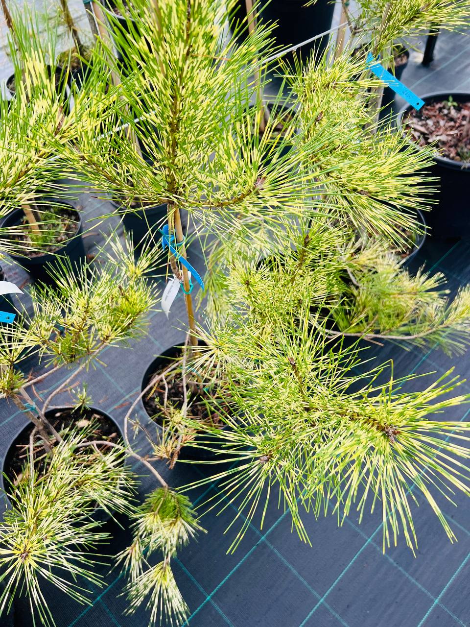 Сосна густоквіткова Рейнбоу