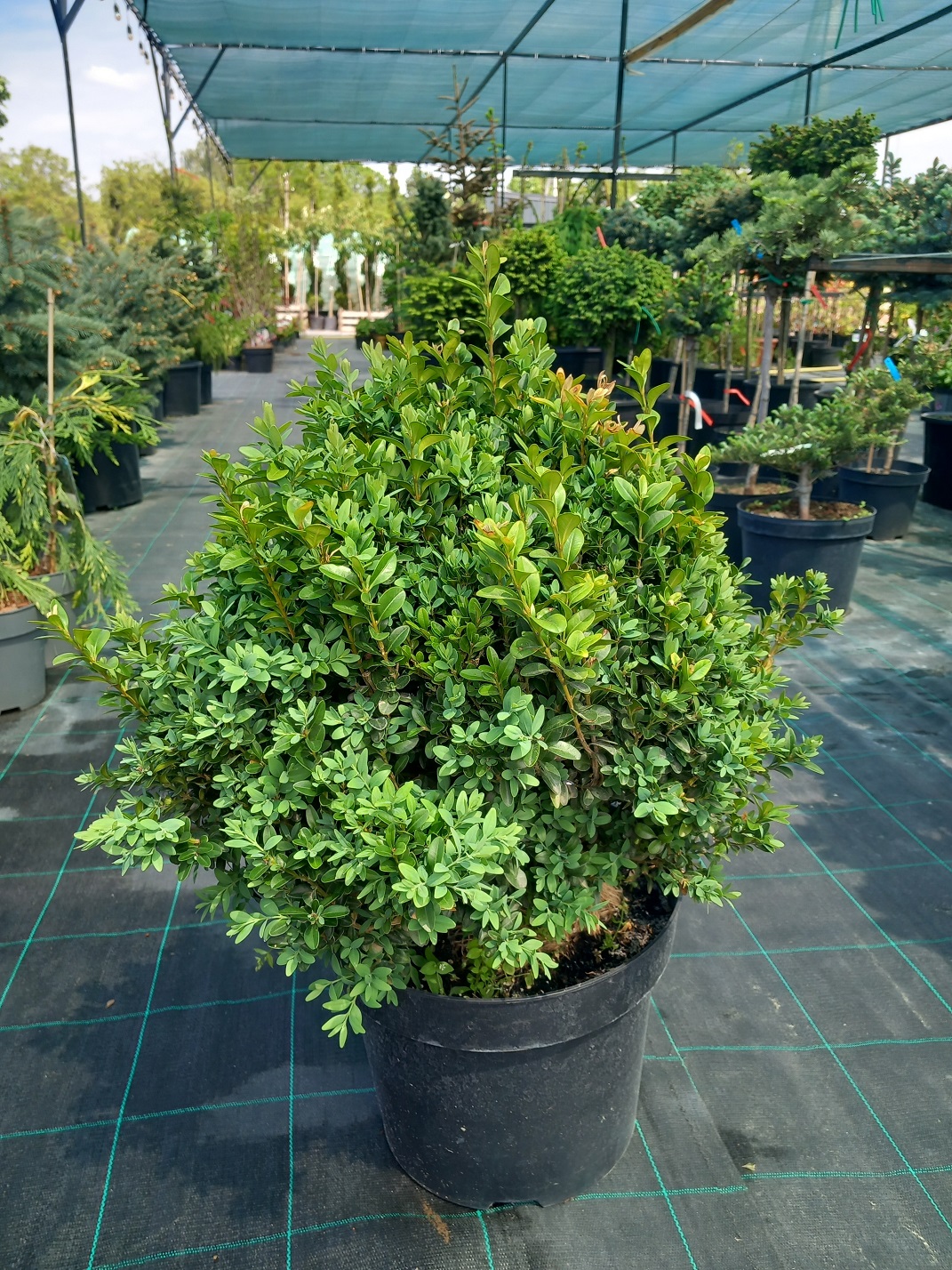Самшит вічнозелений (Buxus sempervirens) 50 см