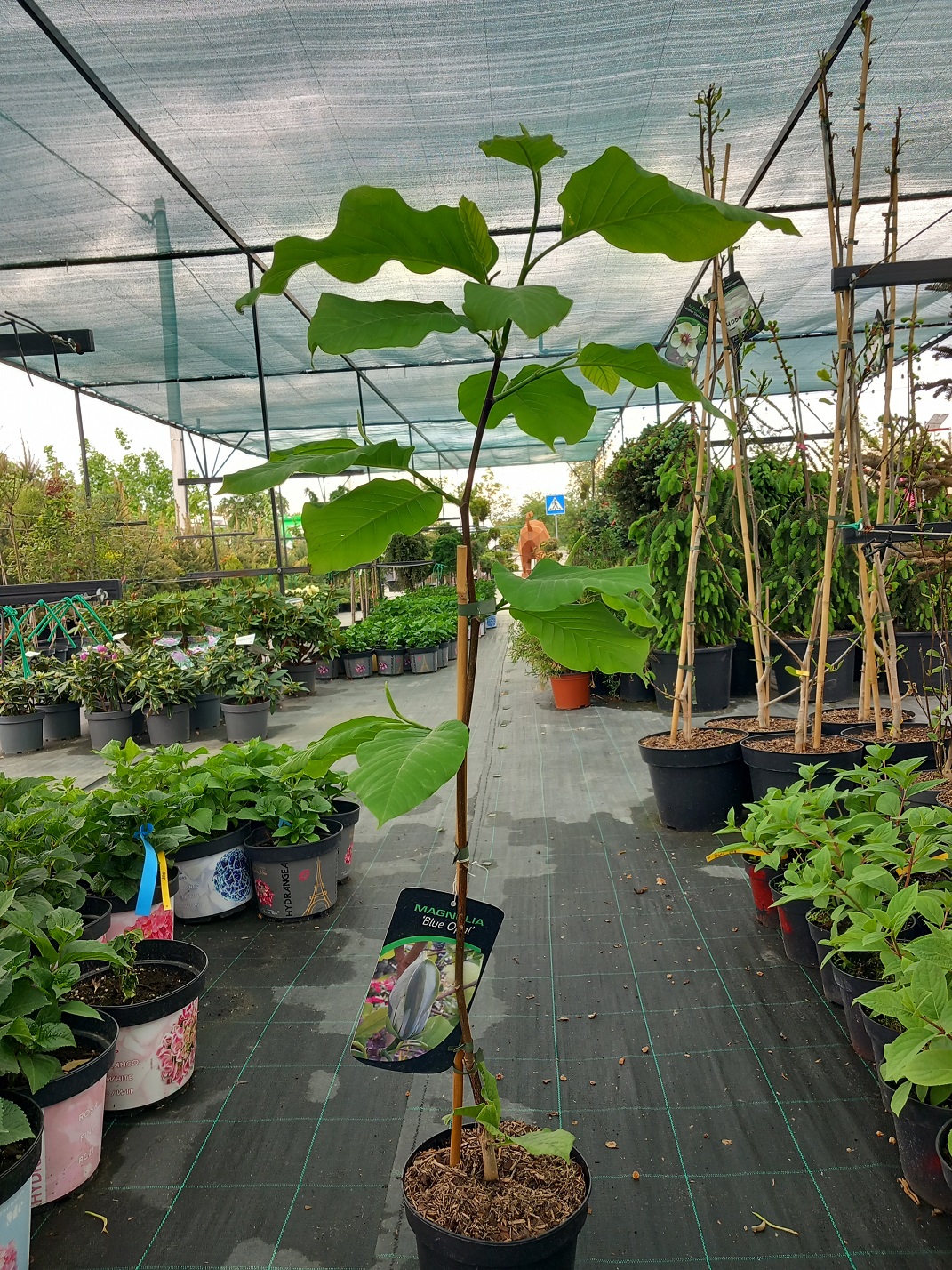 Магнолія «Блу Опал» (Magnolia acuminata 'Blue Opal') 90-100 см