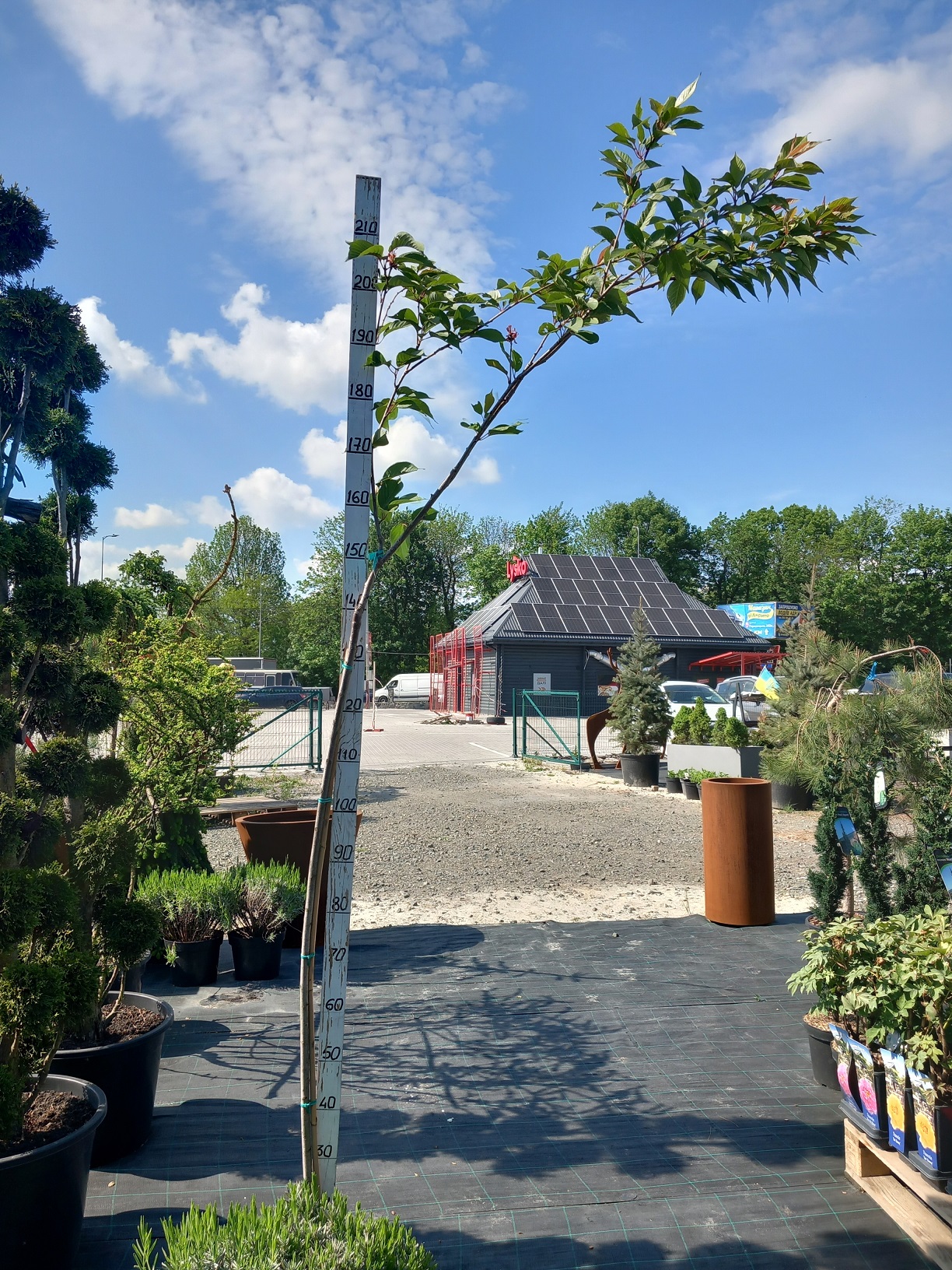 Сакура Канзан (Prunus serrulata 'Kanzan') 210-250 см