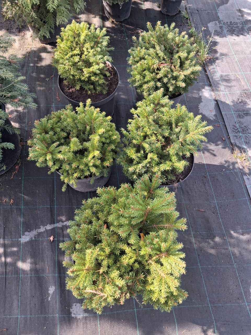 Ялина звичайна Nidiformis (лат. Picea abies 'Nidiformis')