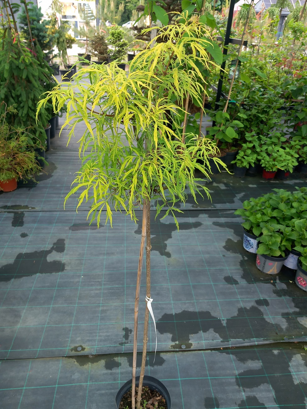Бузина кістиста «Голденлокс» (Sambucus racemosa 'Goldenlocks') 140 см