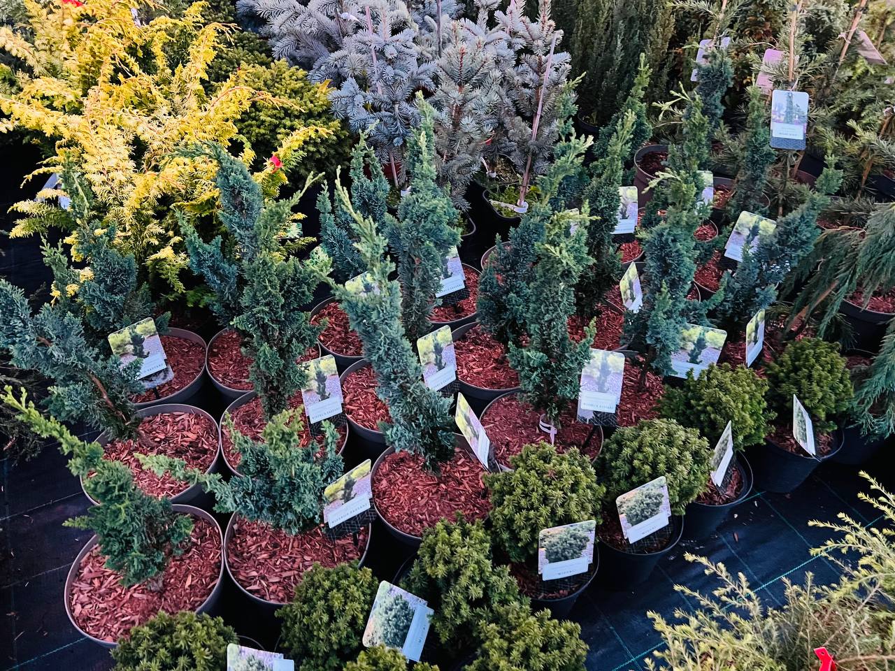 Кипарисовик лавсона Вісселс Сагуаро /Chamaecyparis l. ‘Wissel’s Saguaro’