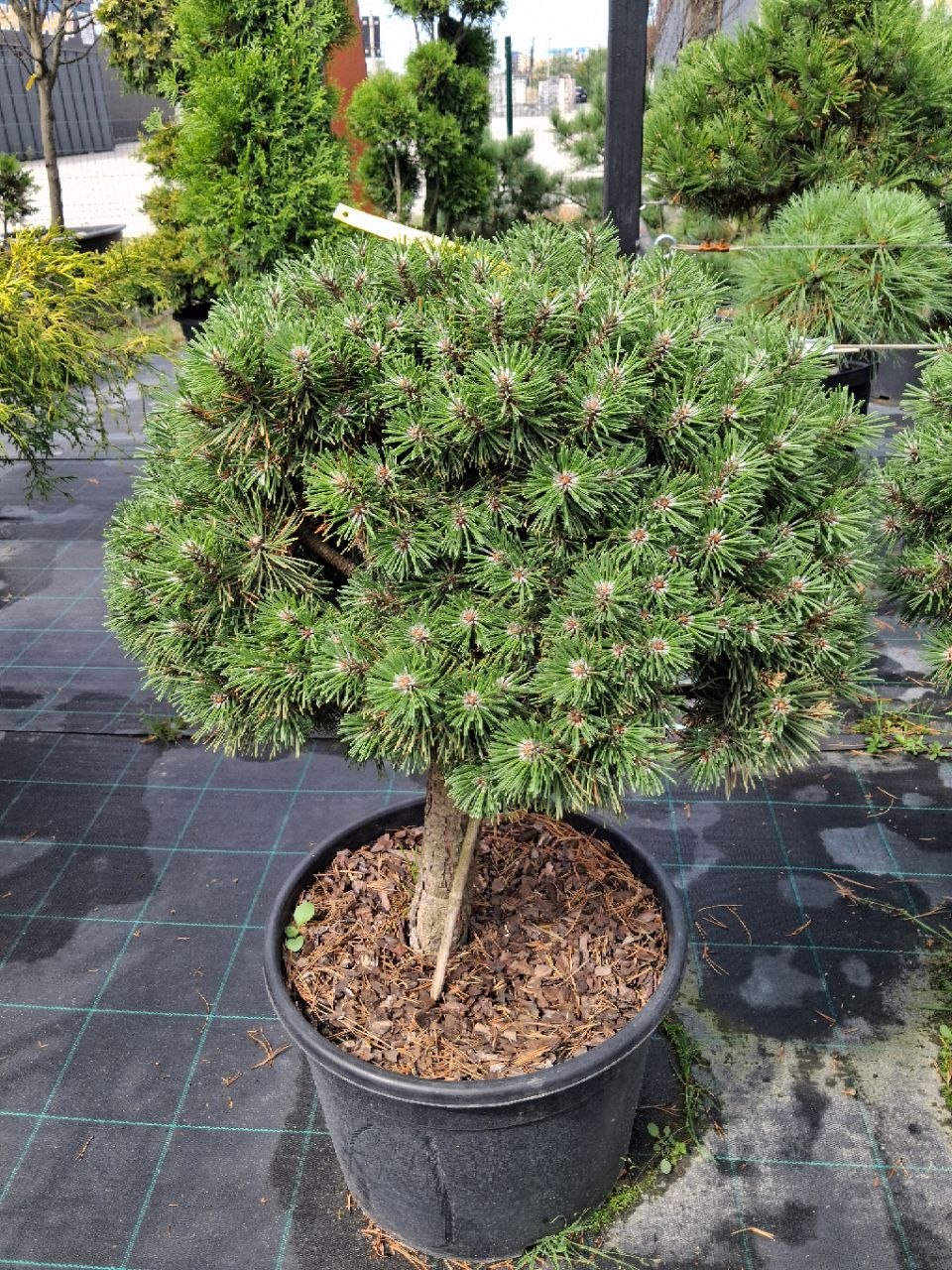 Сосна гірська Mops (лат. Pinus mugo 'Mops')  60 см