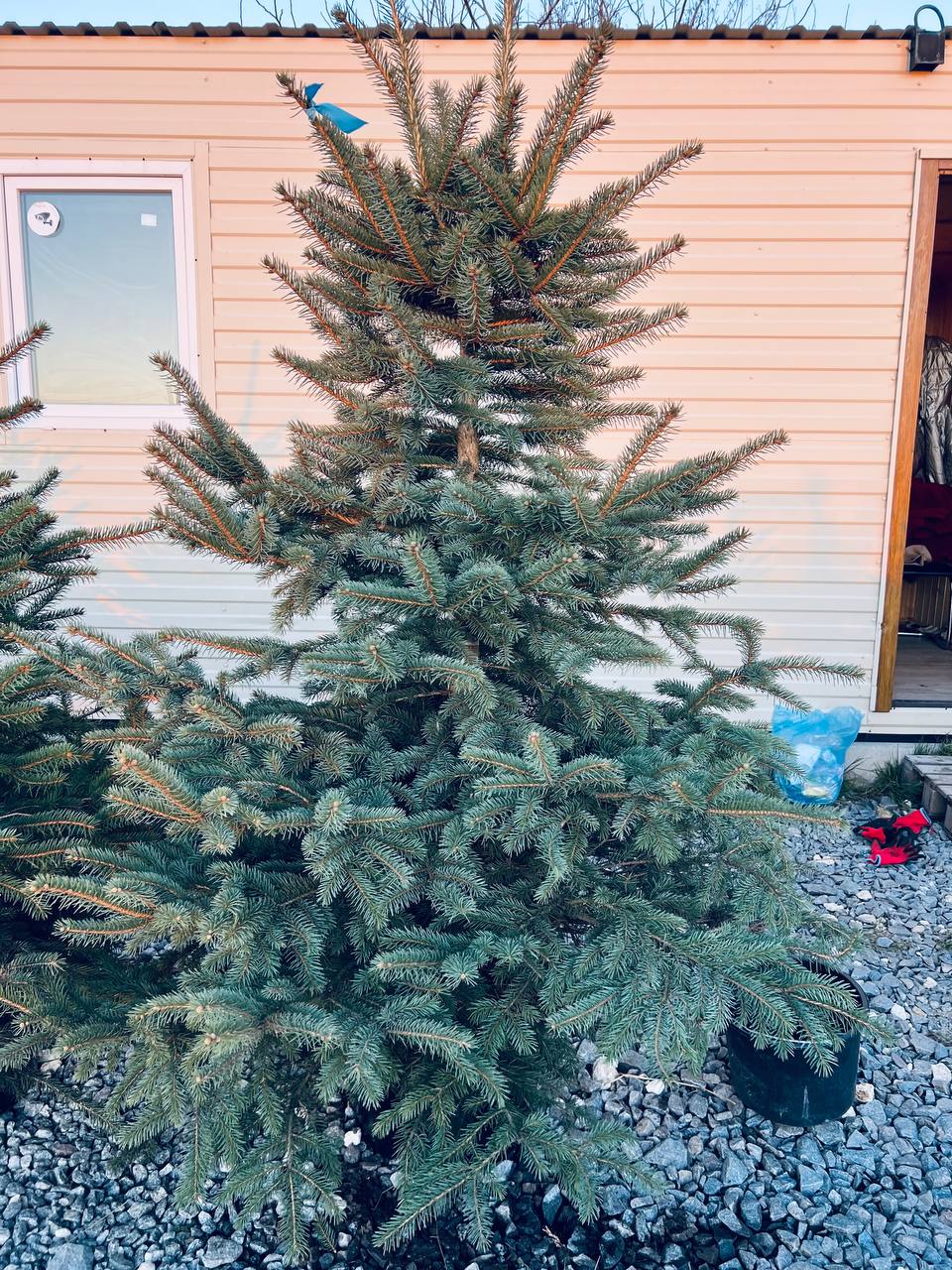 Ялина колюча блакитна Picea pungens Glauca Kaibab горщик 45-60л Н-240см