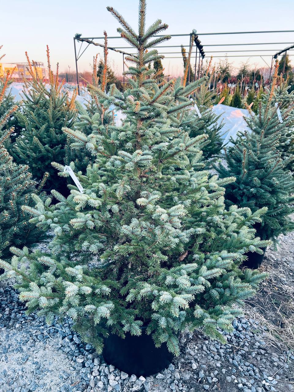 Ялина колюча блакитна Picea pungens Glauca Kaibab горщик 45-60л Н-220см