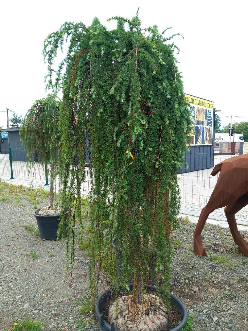 Модрина європейська Пендула (Larix decidua Pendula) 180-200 см