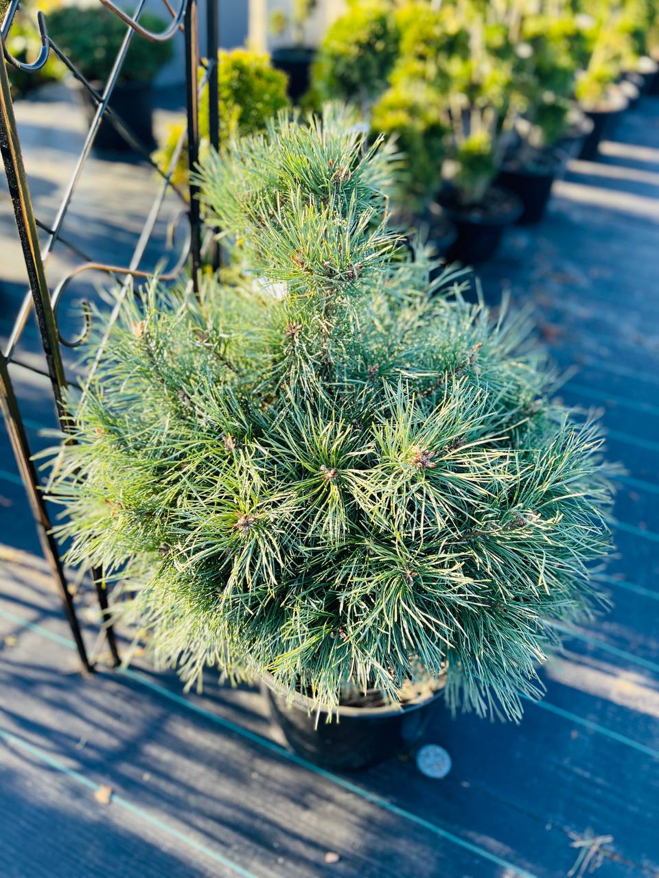 Pinus sylvestris Chantry Blue
