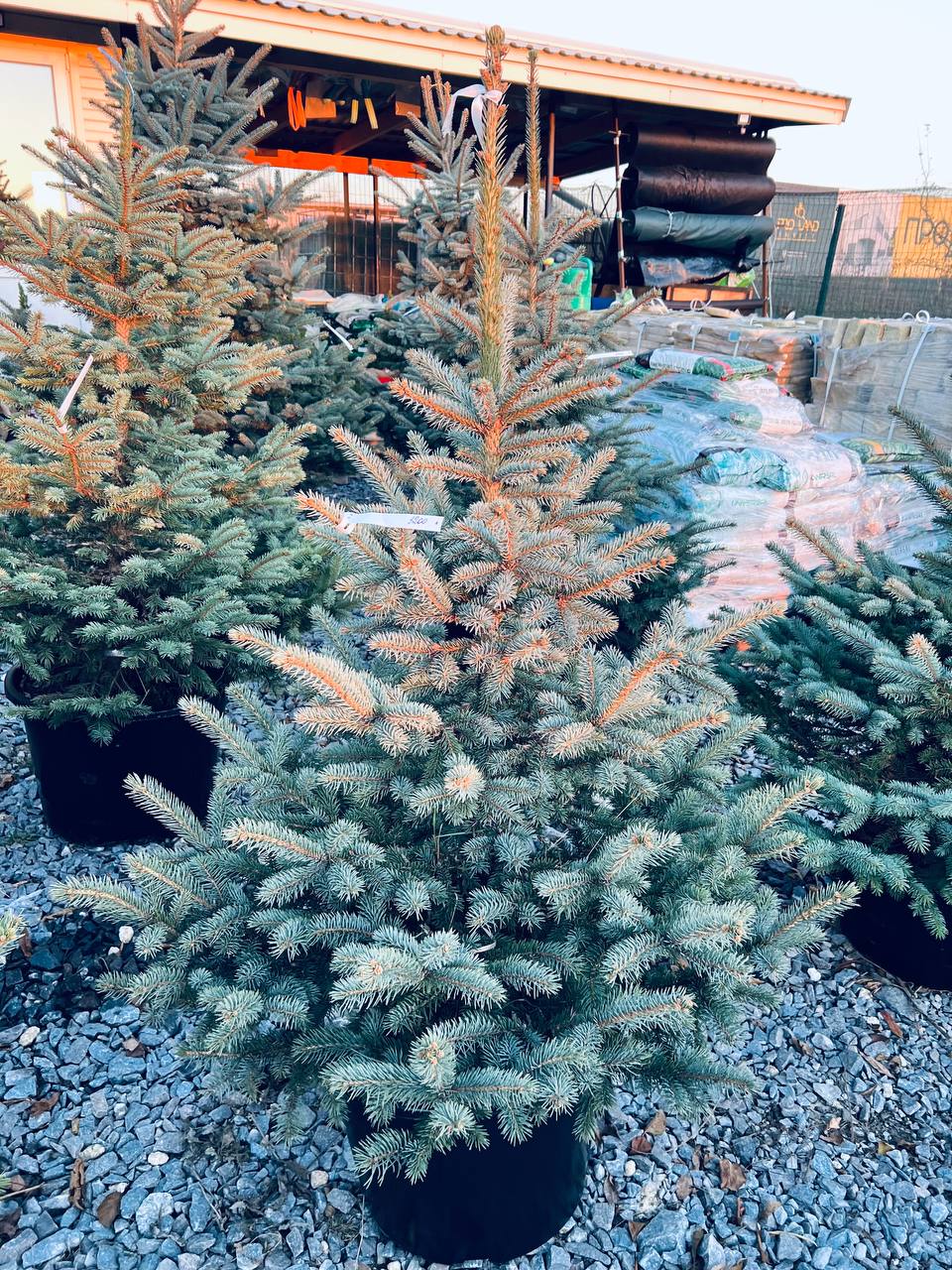 Ялина колюча блакитна Picea pungens Glauca Kaibab горщик 45-60л Н-150см