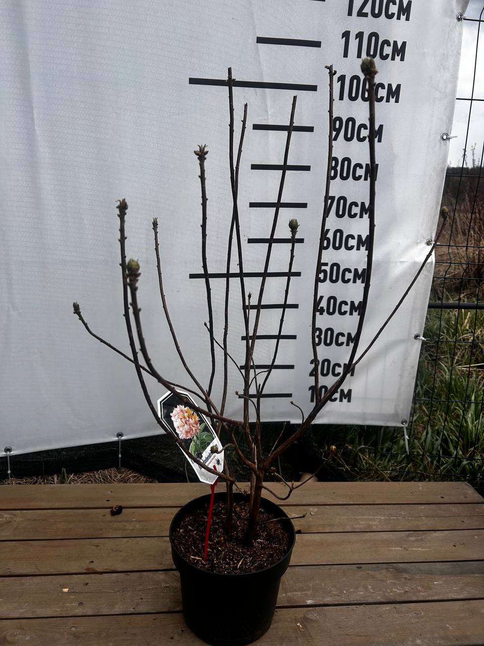 Rhod. (KH) 'Cannon's Double' geel rose